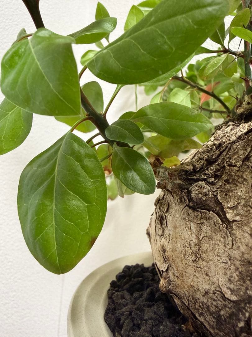 フォークイエリア　ファシクラータ　扁平