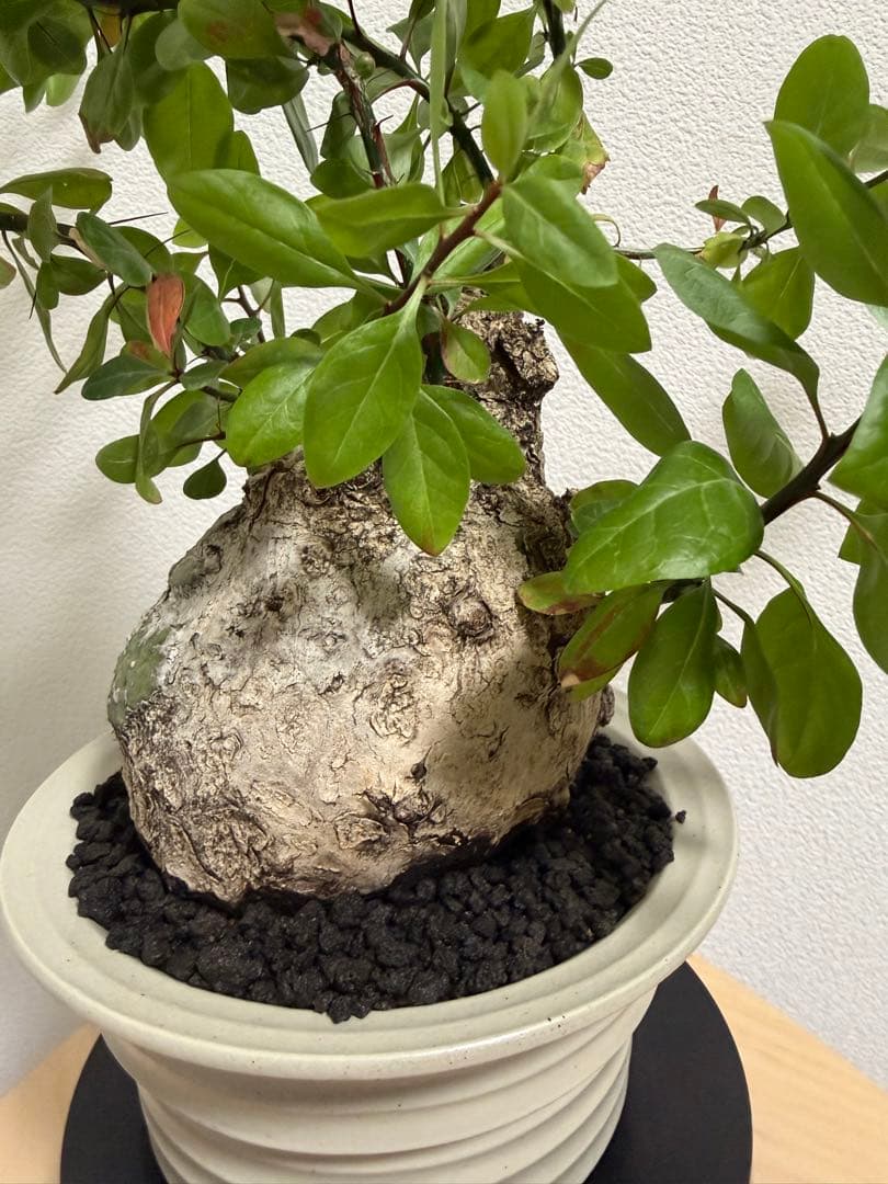 フォークイエリア　ファシクラータ　扁平