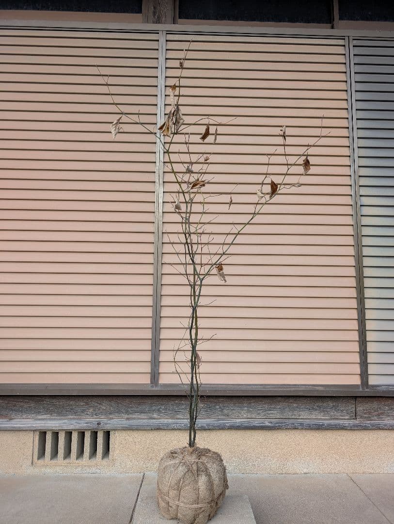 クロモジ　株立