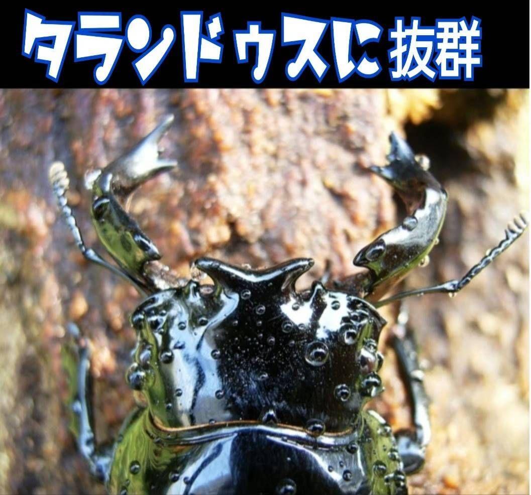 極上！カワラタケ菌糸瓶　特大1500ml【5本】特殊アミノ酸強化配合！デカクなる