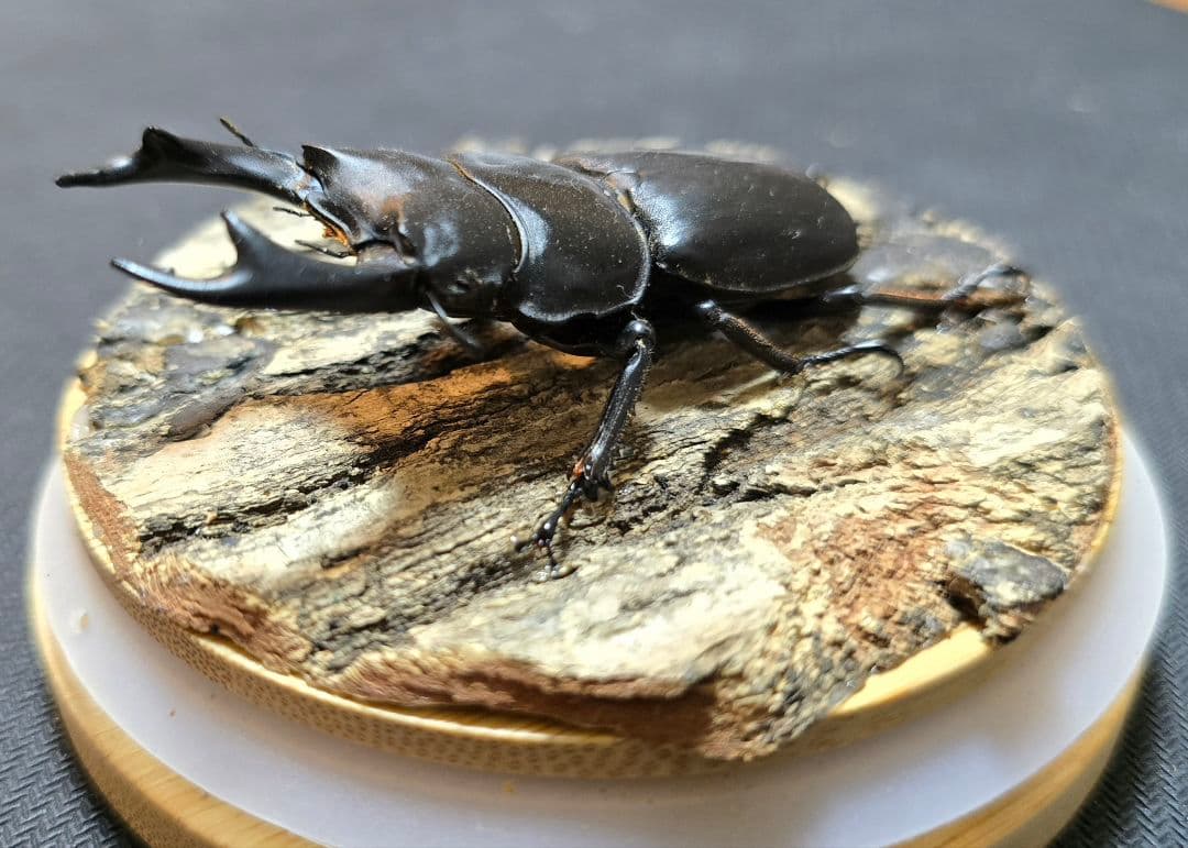 オオクワガタ ミヤマクワガタ 標本 ジオラマ 風