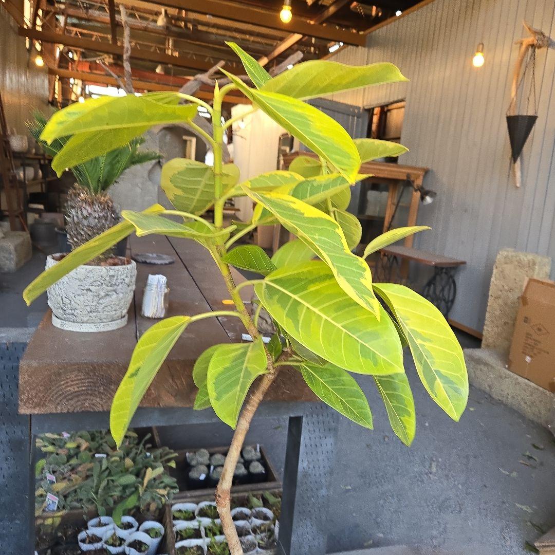 ⑥　フィカス　アルテシマ　曲がり仕立て８号　最高等級