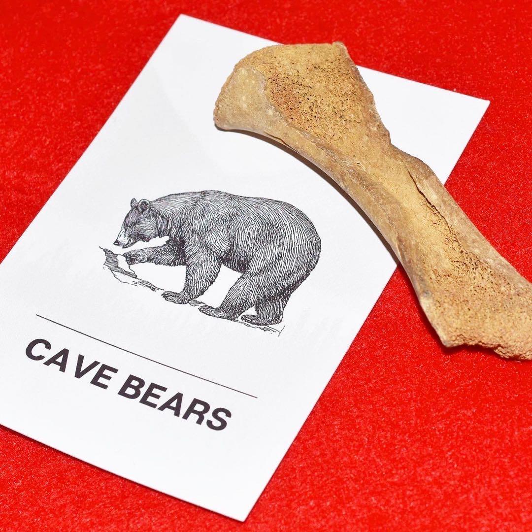 ルーマニア産 ホラアナグマの指骨化石