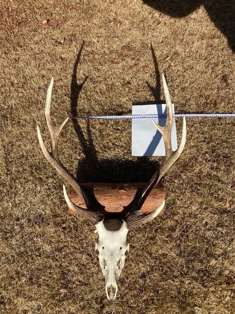 ニホンシカの頭骨　鹿の角 三段角　ハンティングトロフィー No.1