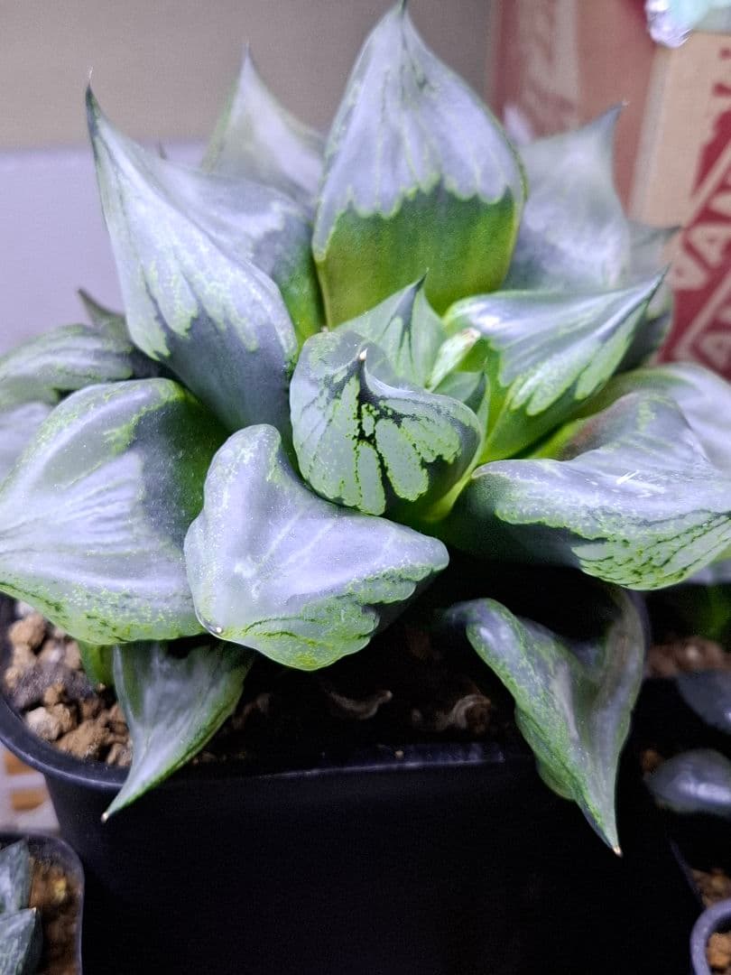 ハオルチア裏般若　徳大！　検索用…コンプト、オブツーサ、錦、コレクタ、