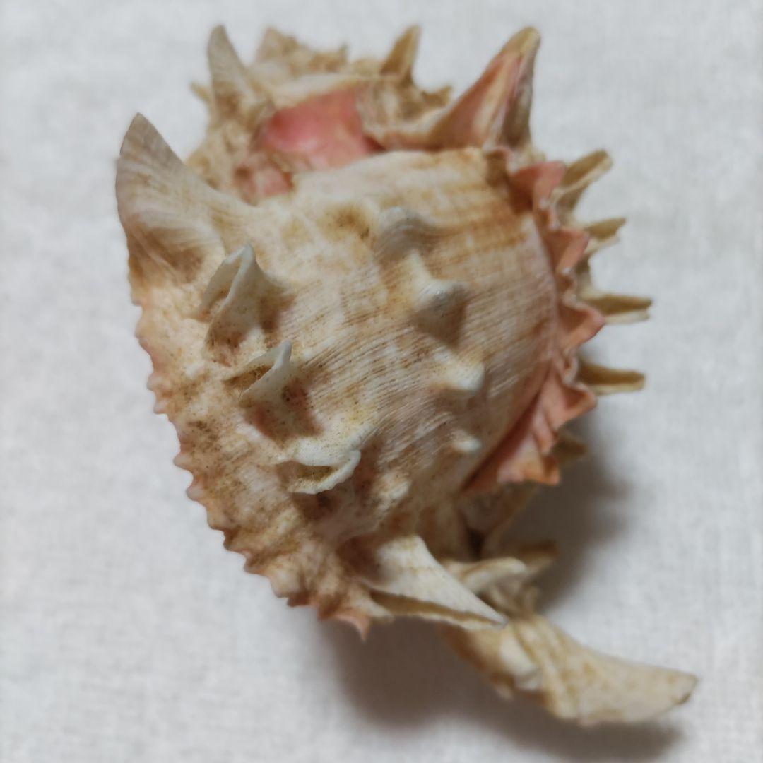 【希少】1960年 オーストラリア 木曜島 紅岩石 藤井富太郎氏 ゆかりの品