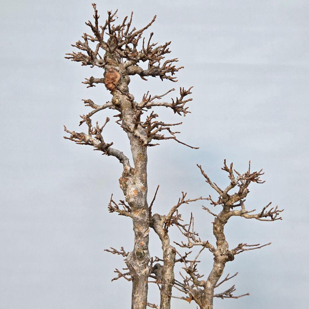 楓　カエデ　[株立ち三幹]　大品盆栽