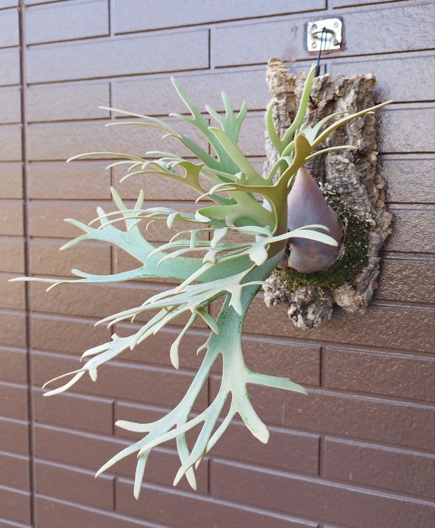 jade girl ジェイドガール　株分 ビカクシダ