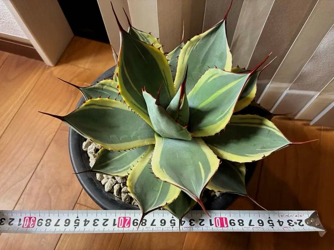 パリートランカータ　オリザバ※ランナー付き　葉幅30cm