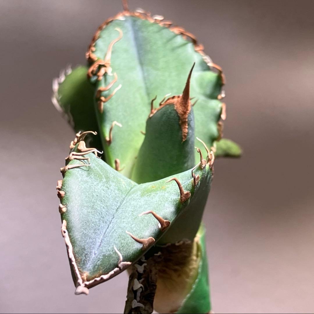 N*u様 【オークション】匿名配送　特大　アガべ　悪魔　TC 上澳園芸　悪魔くん