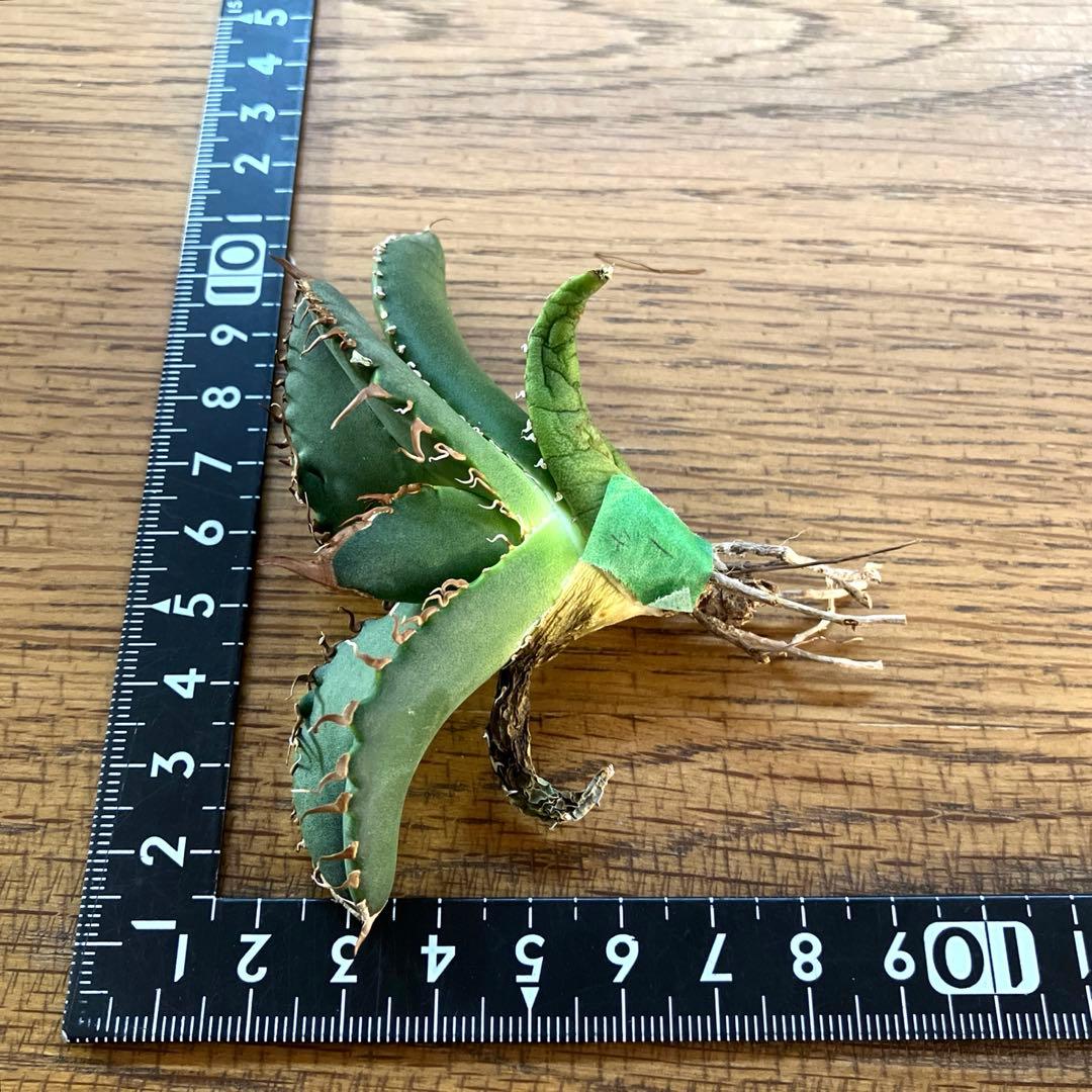 N*u様 【オークション】匿名配送　特大　アガべ　悪魔　TC 上澳園芸　悪魔くん