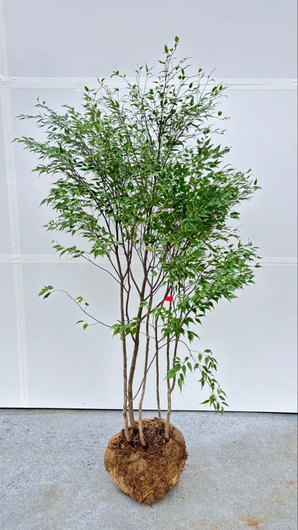 美しい樹形が魅力的 山採り ハイノキ 株立 702 樹高1.7m位 高級樹