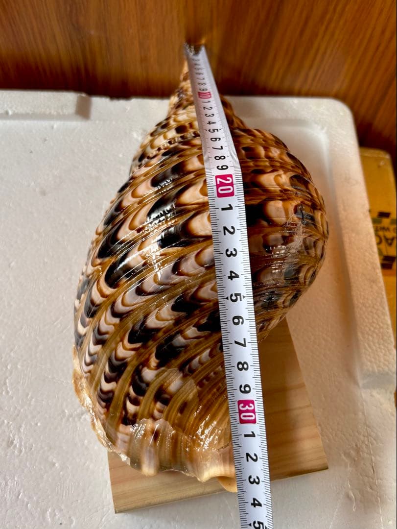 法螺貝　2個セット　(35.5cm 32.8cm)