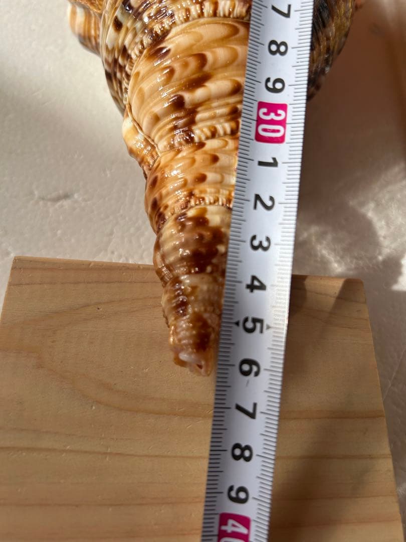 法螺貝　2個セット　(35.5cm 32.8cm)