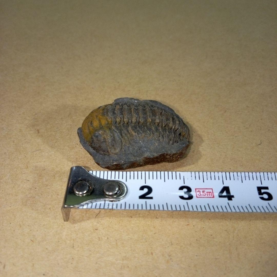 三葉虫　化石　三葉虫化石　究極のレトロ　fossil　ボリビア産　化石管理番号⑮