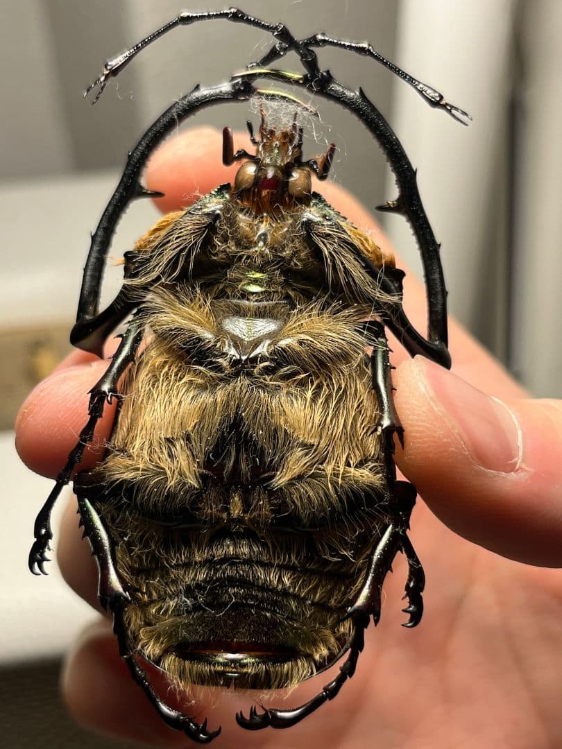 【62mm】多分 赤 ゲストロイテナガコガネ　カメムシサシガメ甲虫昆虫標本ハムシ