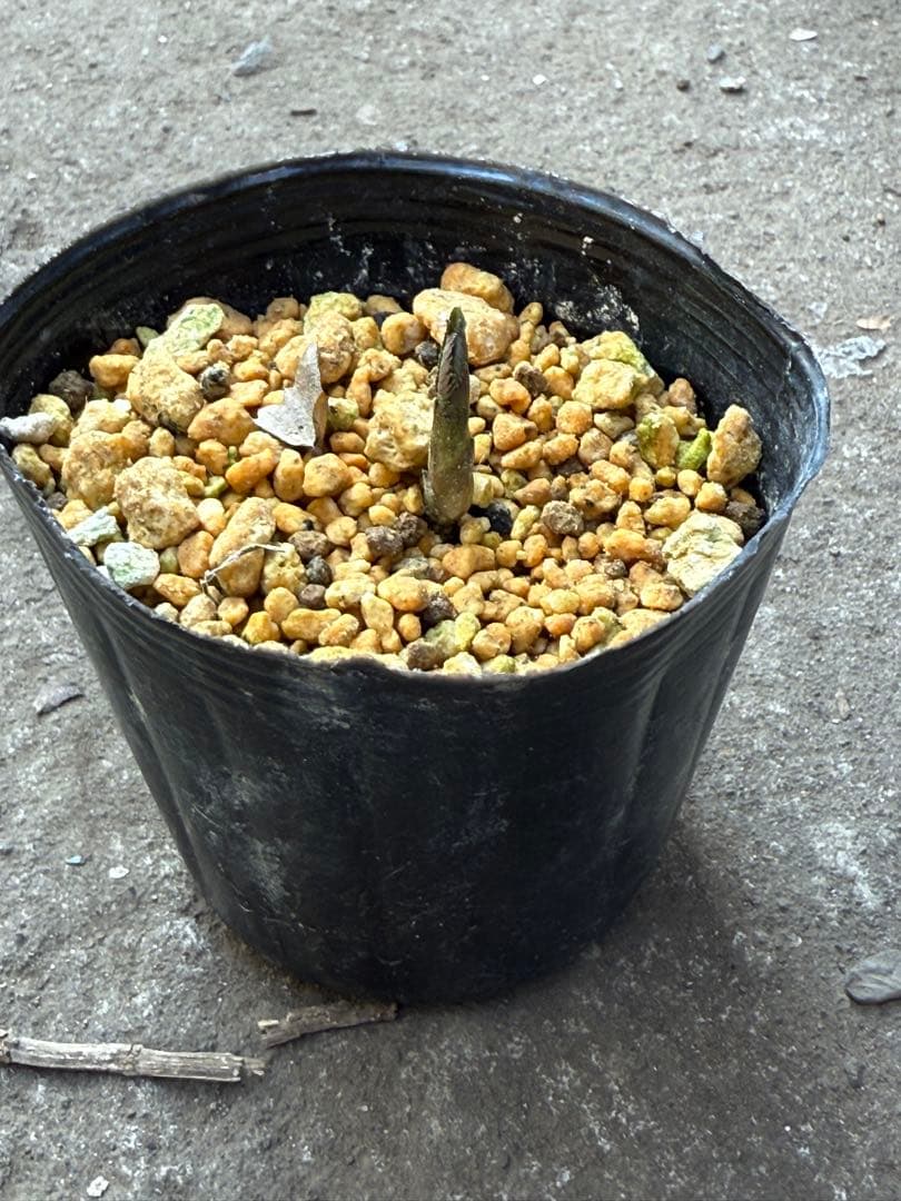 ★チベタヌス 4年苗