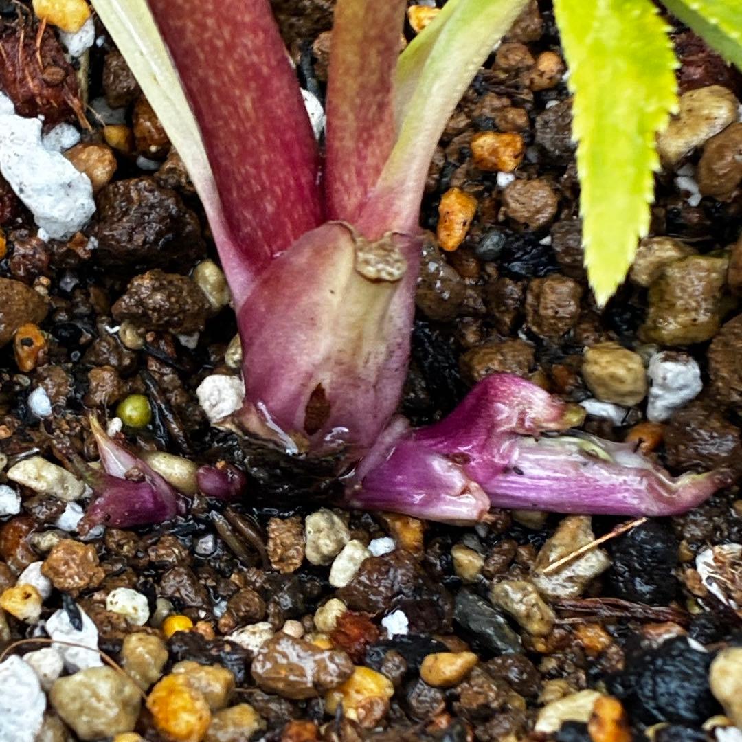 か*l様 3470☘️希少☘️花付☘️特濃グリーンゴールド系⭐️グリーンリップ⭐