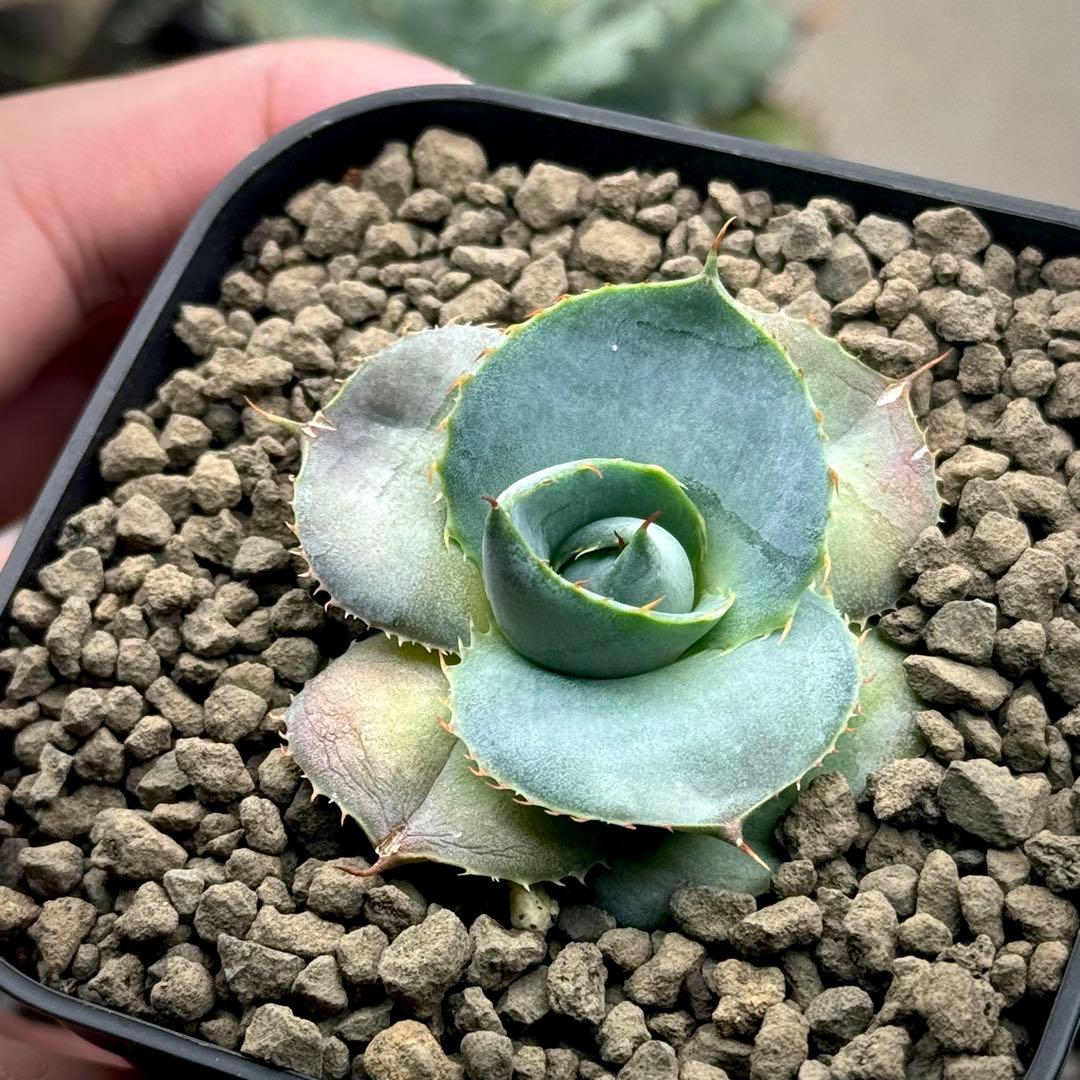 アガベ グアダラハラナ（圓葉瓜達）