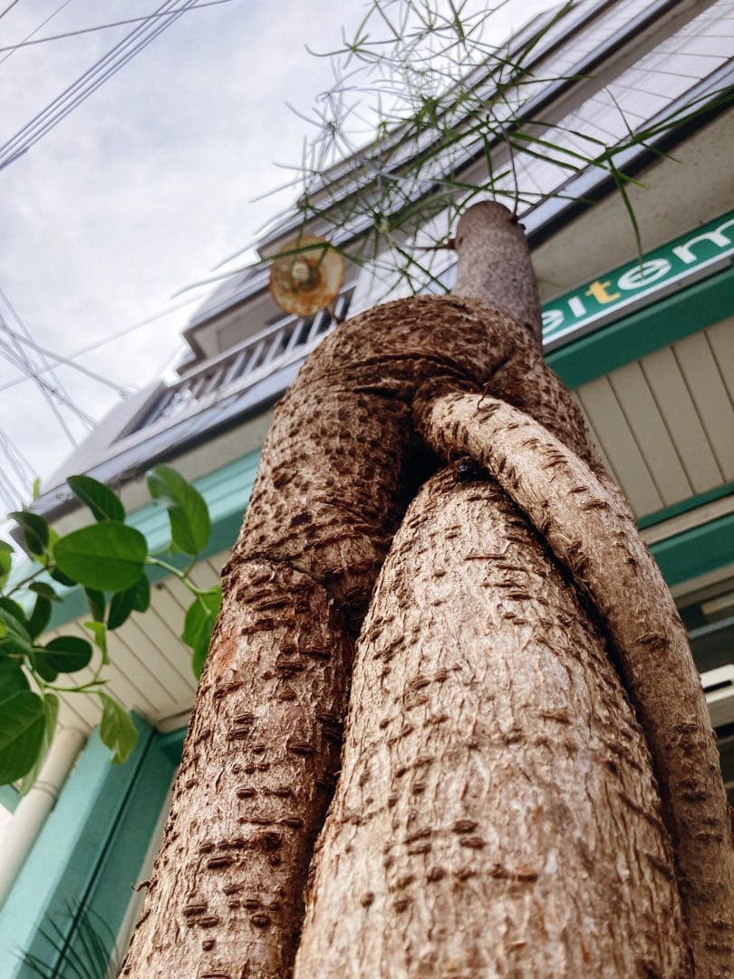 福助　ボトルツリー　ブラキキトン・ルペストリス　超特大　極太幹 送料無料