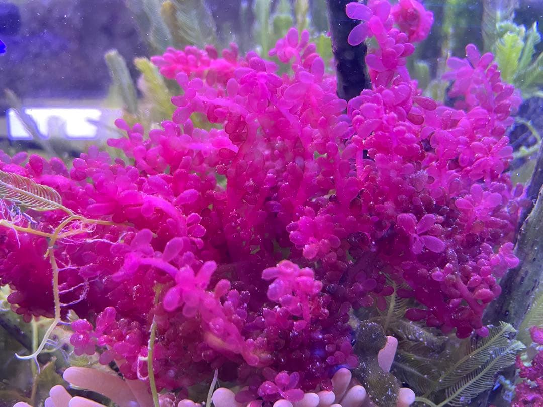 【匿名・宅急便】　赤色海藻詰め合わせ②　紅藻　+ 褐藻　緑藻