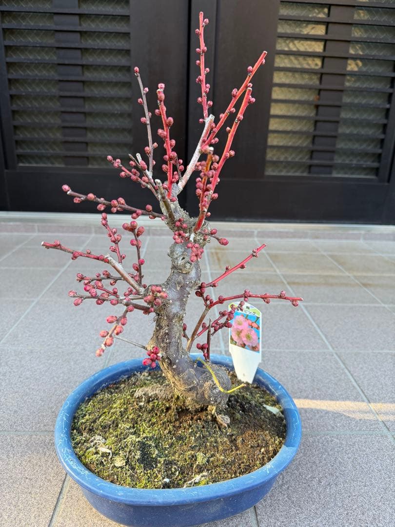 八重咲花梅ピンク　芳香強い　盆栽　鉢ごと発送