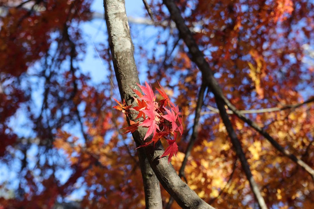 Canon EOS 80Dレンズ4本 sigma 17-50mm f2.8