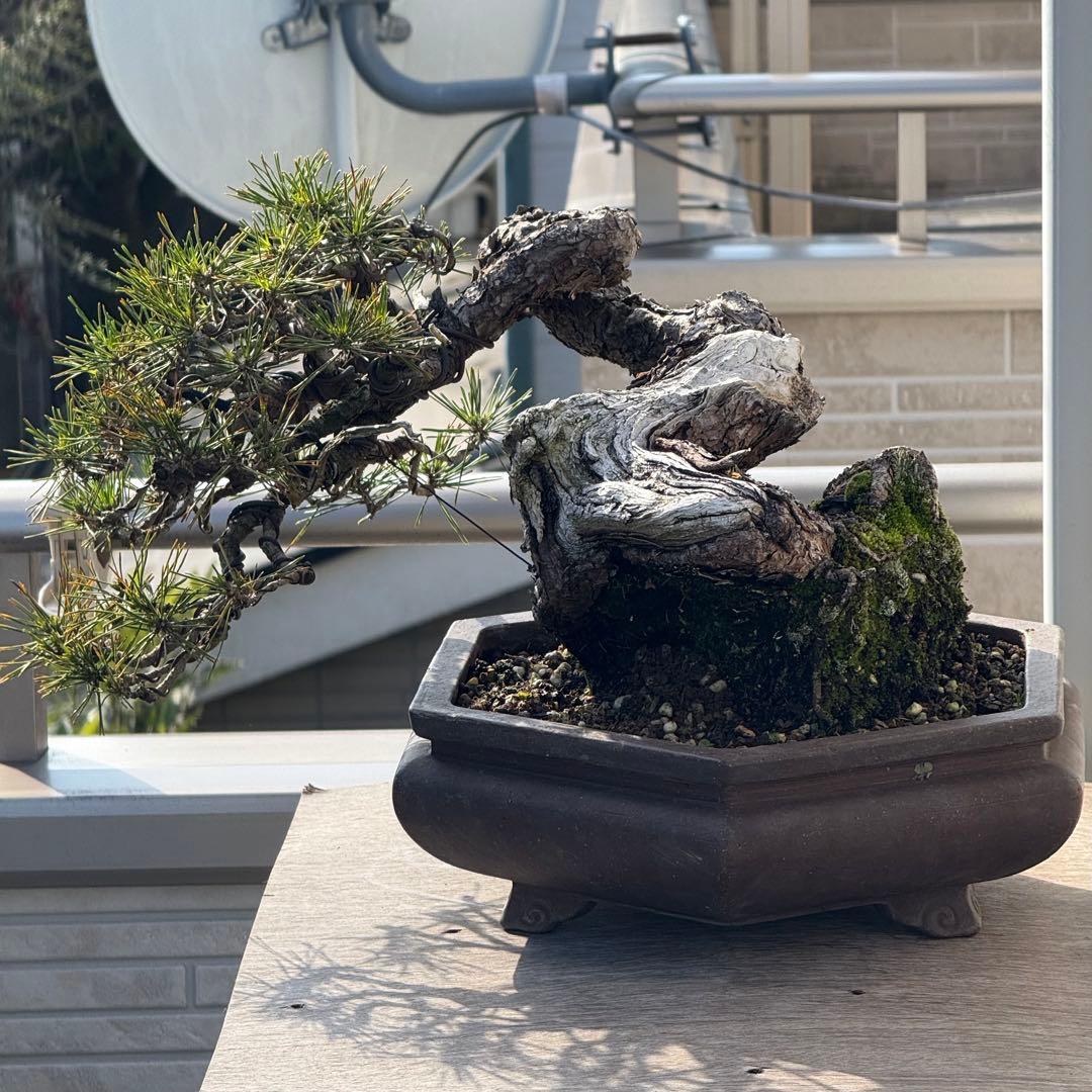 【山採り赤松】中品盆栽　黒松　杜松　真柏　楓　貴風盆栽
