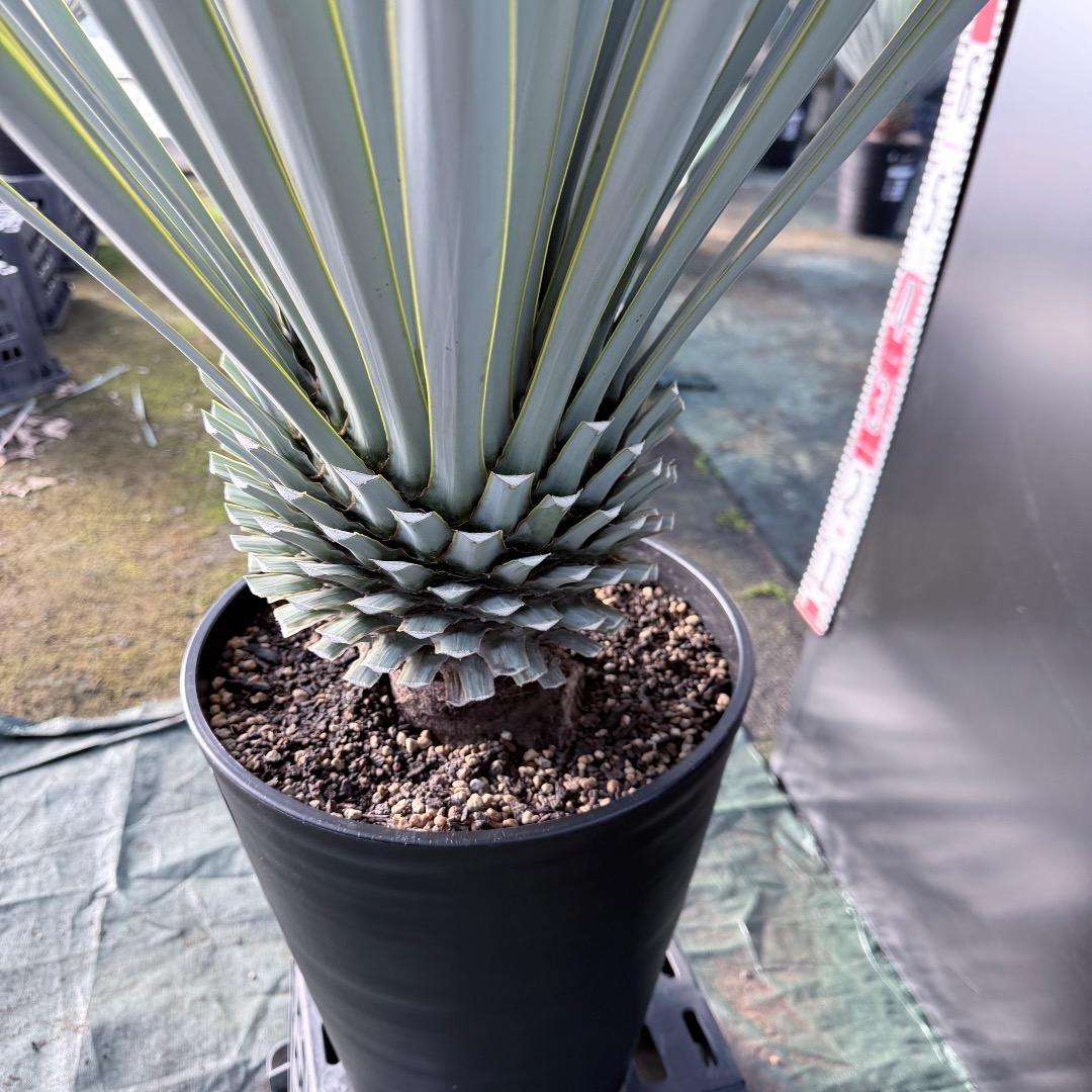 【AL1129】ユッカ　リギダ