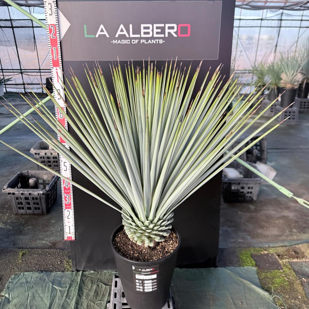 【AL1129】ユッカ　リギダ