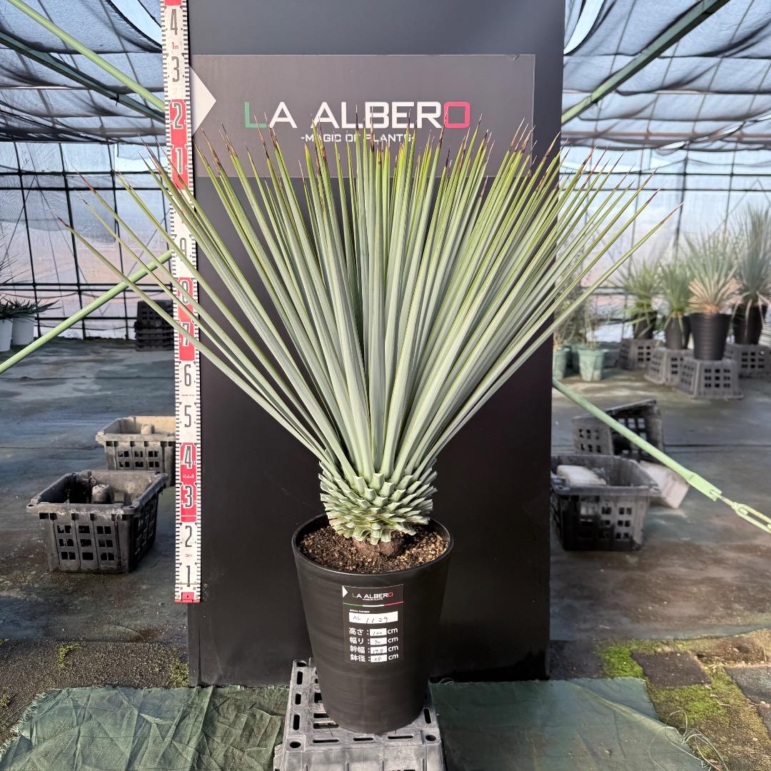 【AL1129】ユッカ　リギダ