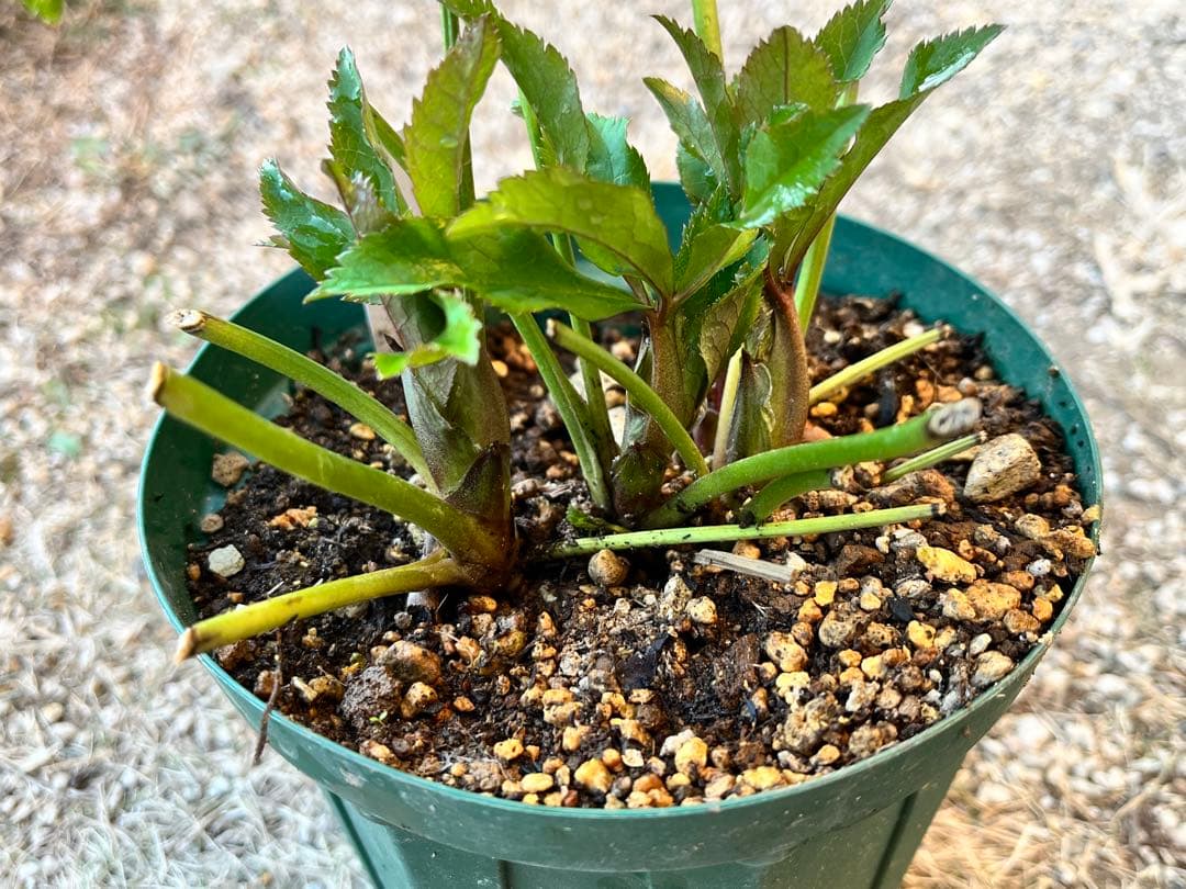 クリスマスローズ　花郷園　パピエ