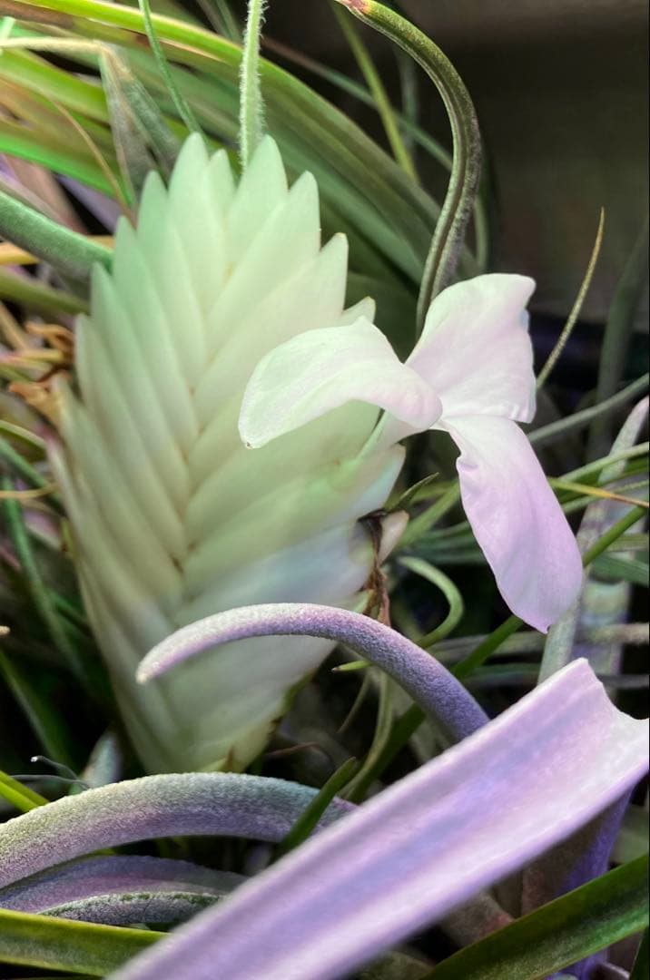 Tillandsia cyanea ‘White' T'S TROPICALS