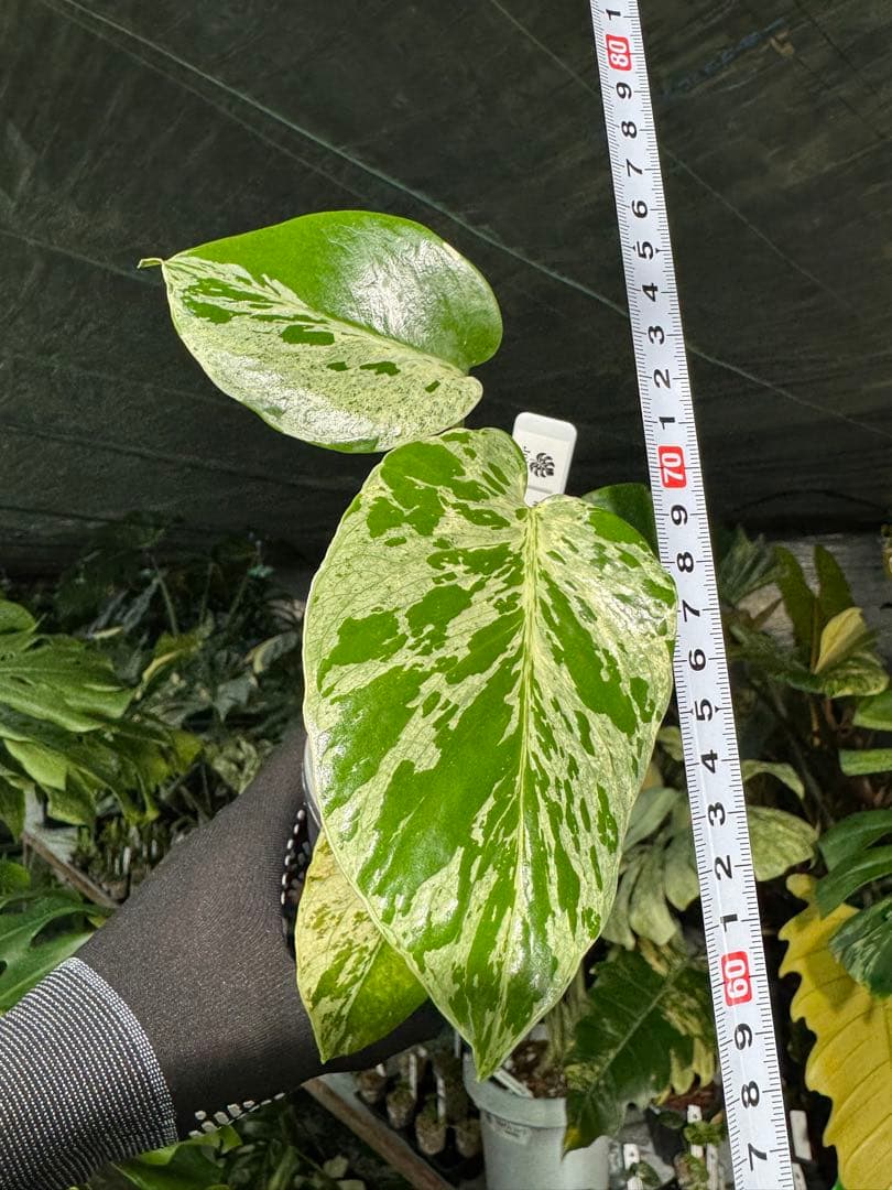 B2 モンステラ　デリシオーサ　ベトシオーサ