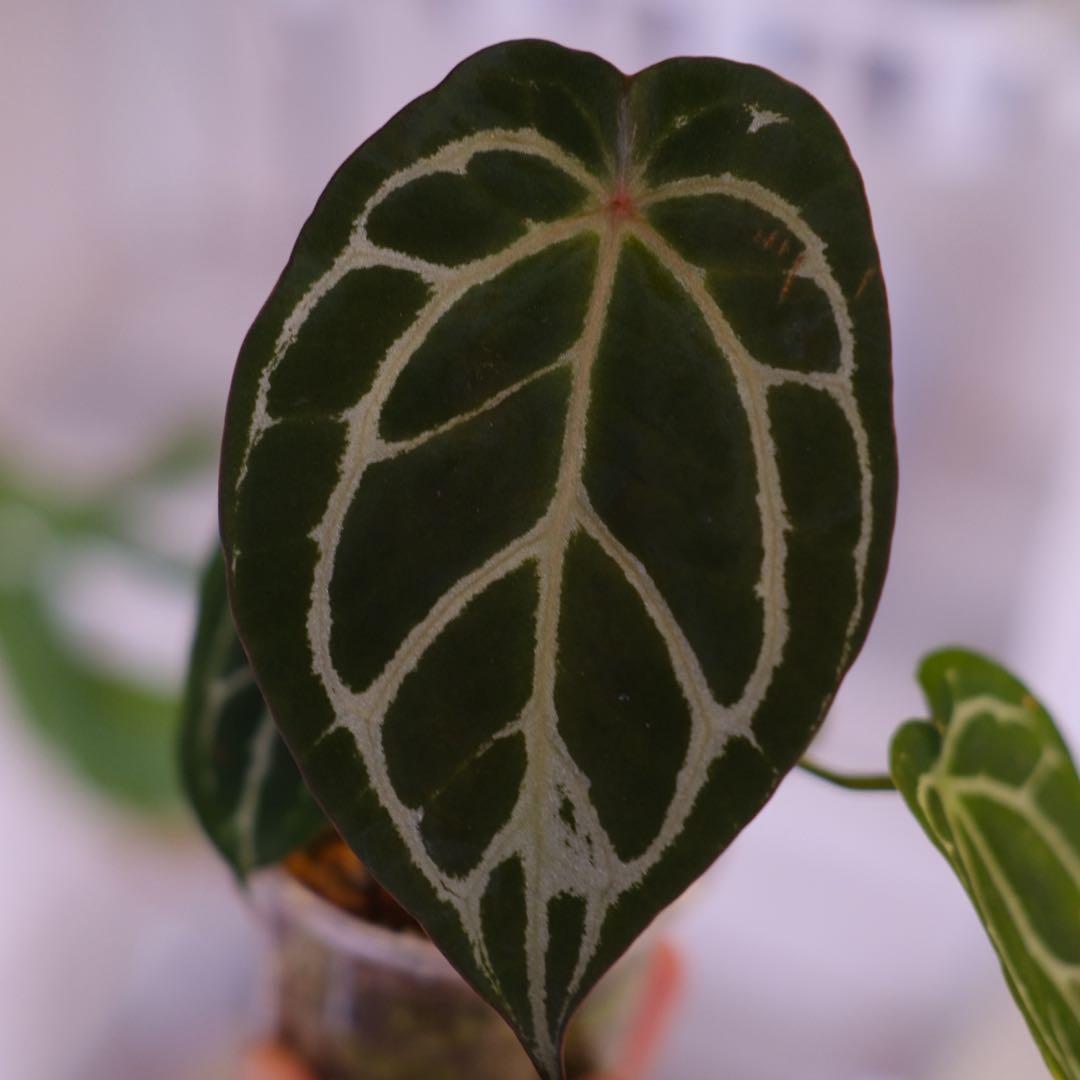 A. chocolate × A.Red crystallinum NSE