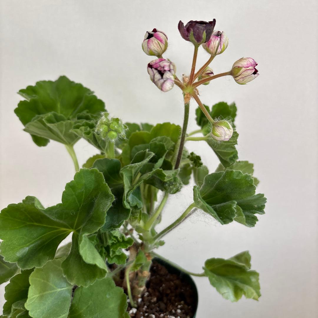 赤バラ咲ゼラニウム　希少品種ゼラニウム　レア品種ゼラニウム CI01