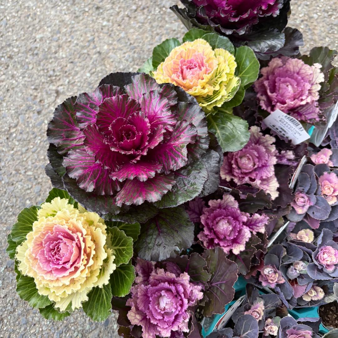 【専用商品】　リクエストアソート　ハボタン　コロニラ　ヒヤシンス