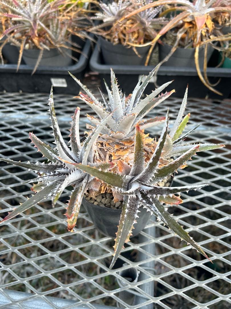 群生 DBディッキア Dyckia Bill Baker hyb #217 ⑴
