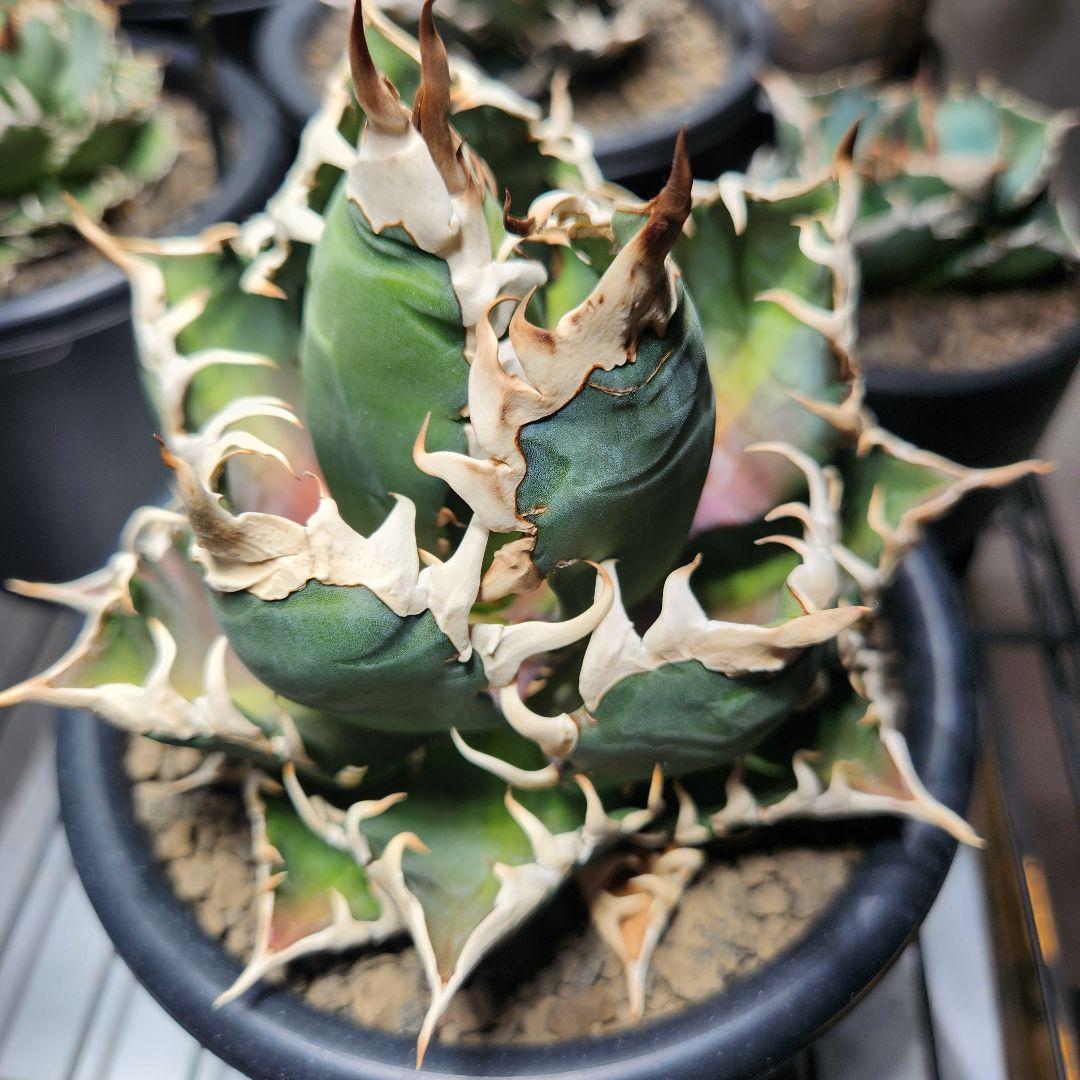 170✴ゴリ猫✴【12.20写真更新】アガベ レッドキャットウィーズル