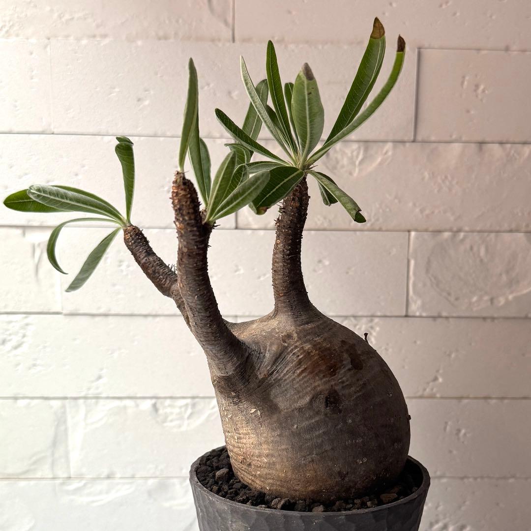 PG38 パキポディウム グラキリス 発根済 現地株