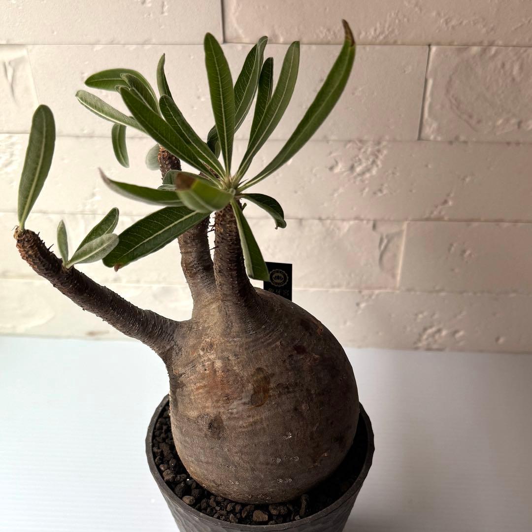 PG38 パキポディウム グラキリス 発根済 現地株