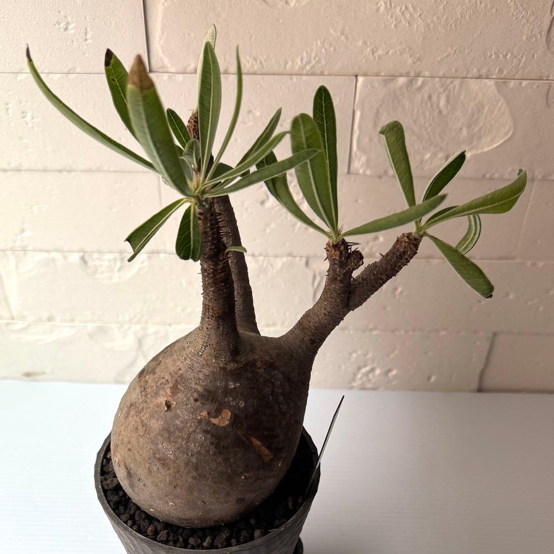 PG38 パキポディウム グラキリス 発根済 現地株