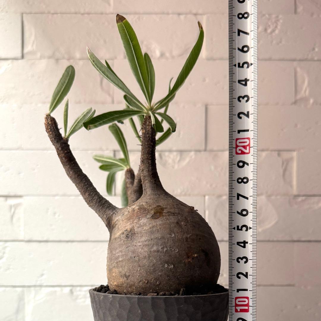 PG38 パキポディウム グラキリス 発根済 現地株