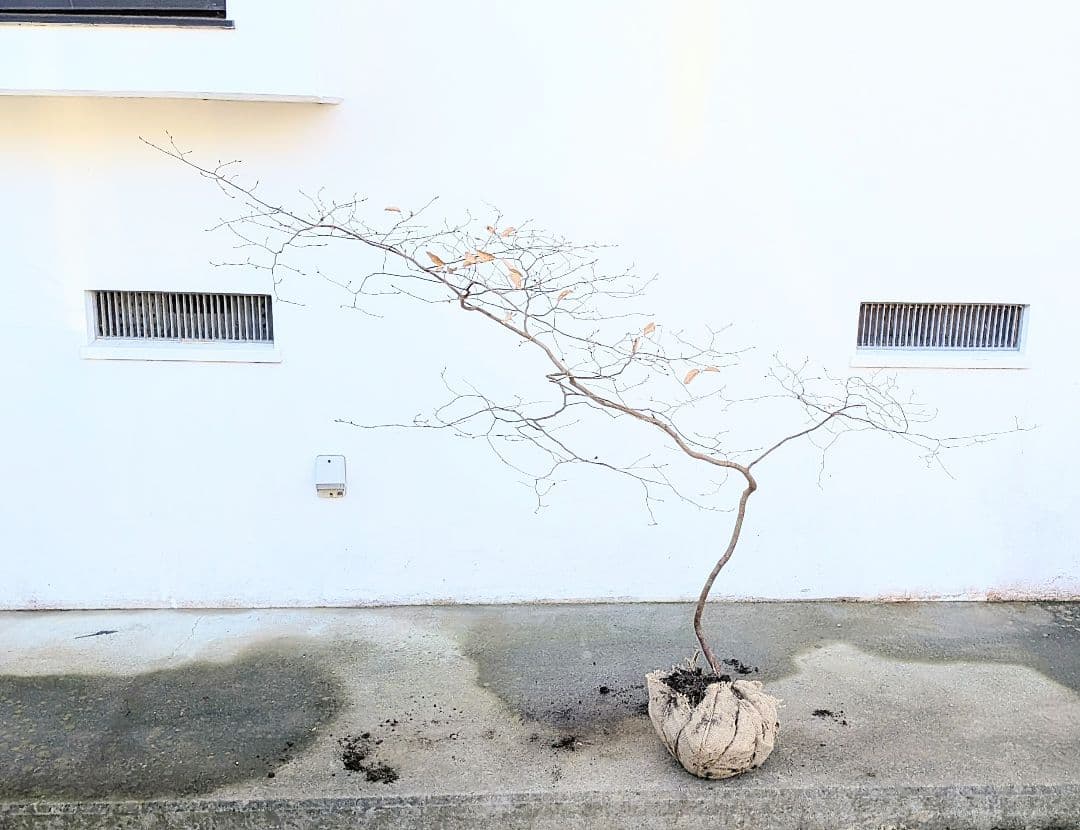 唯一。山採りヤマコウバシ。