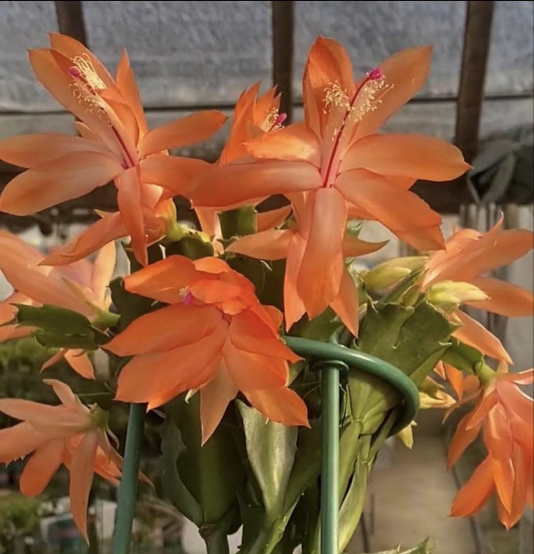 デンマークカクタス シャコバサボテン　赤羽 　葉挿し　1473