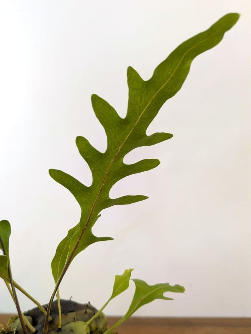 レカノプテリス カルノーサ ミナハサ マナド ノース スラウェシ アリ植物