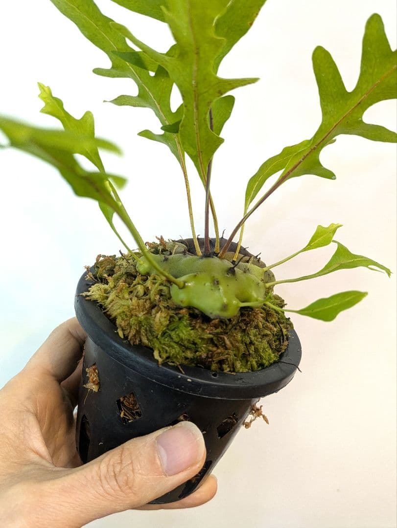 レカノプテリス カルノーサ ミナハサ マナド ノース スラウェシ アリ植物