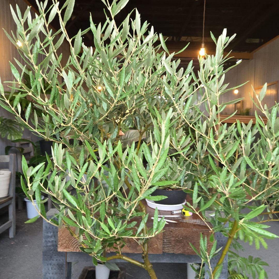 ⑭　オリーブの木souju　8号 「ピクアル」特大苗木最高等級極上品‼️