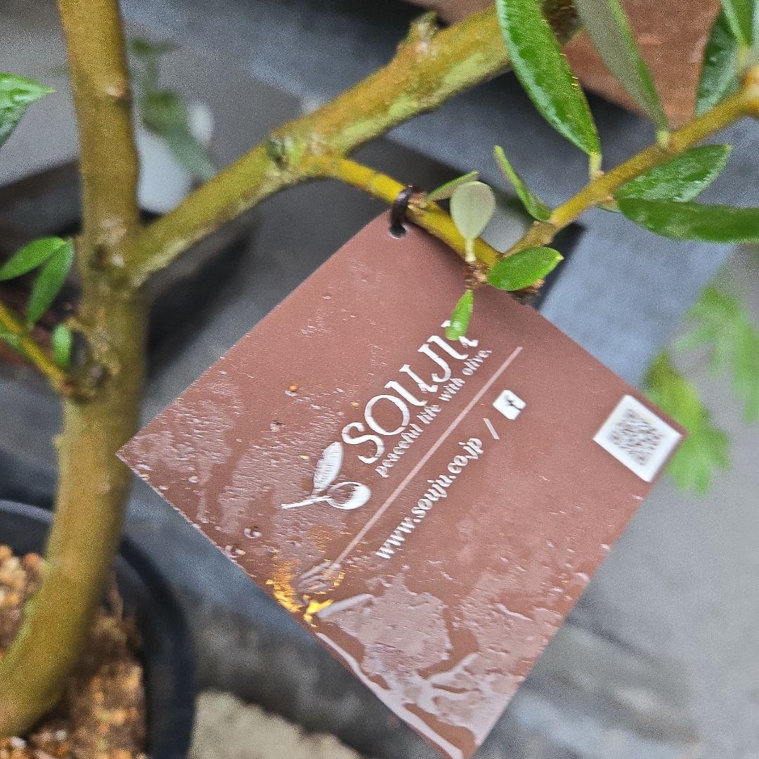 ⑭　オリーブの木souju　8号 「ピクアル」特大苗木最高等級極上品‼️