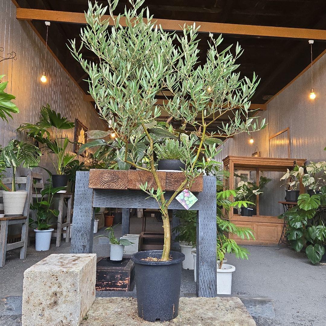 ⑭　オリーブの木souju　8号 「ピクアル」特大苗木最高等級極上品‼️